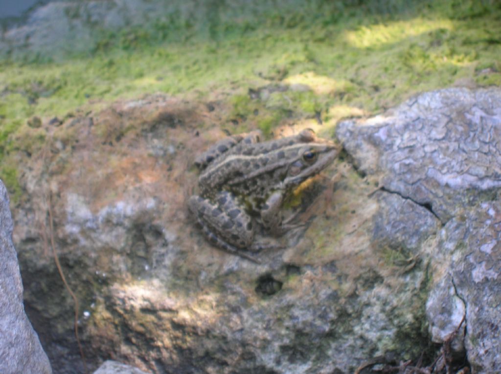 rana - Pelophylax ridibundus? lago Balaton (Ungheria)